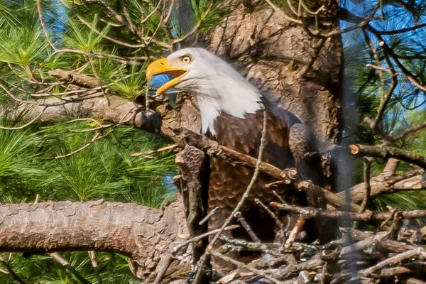 American Eagle Calling Mate York County Pennsylvania Usa — Stock Photo, Image