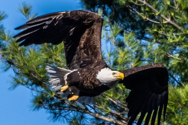 Örnen Återvänder Till Nest York County Pennsylvania Usa — Stockfoto