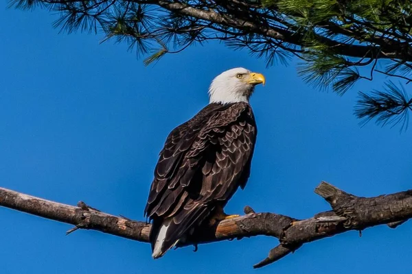 Eagle Guarding Nest Condado York Pensilvania —  Fotos de Stock