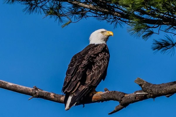 Örnskydd Nest York County Pennsylvania Usa — Stockfoto