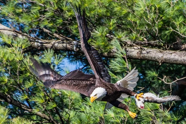 Framgångsrik Jakt York County Pennsylvania Usa — Stockfoto