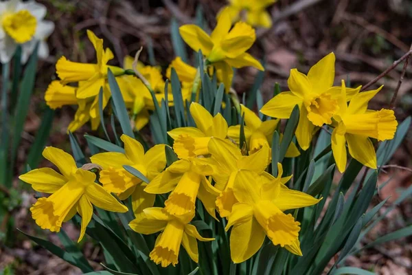 Spring Daffodils Full Bloom York County Pennsylvania Usa — Φωτογραφία Αρχείου