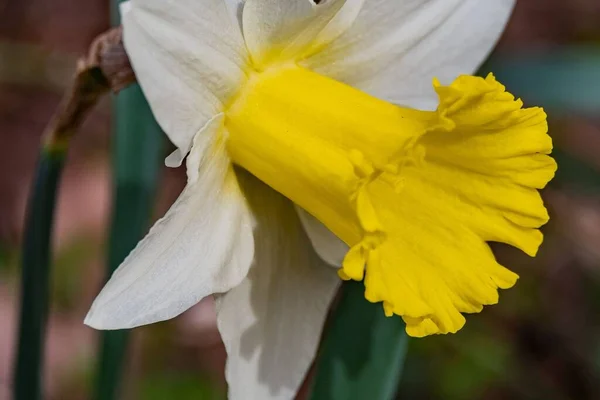 Close Daffodil Bloom Contea York Pennsylvania Stati Uniti — Foto Stock