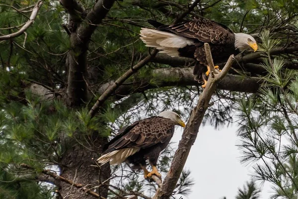 Eagles Guarding Nest York County ペンシルバニア州 アメリカ — ストック写真