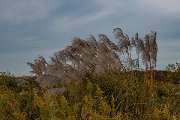 Wild Grass Beautiful Autumn Sky Condado York Pensilvânia Eua — Fotografia de Stock