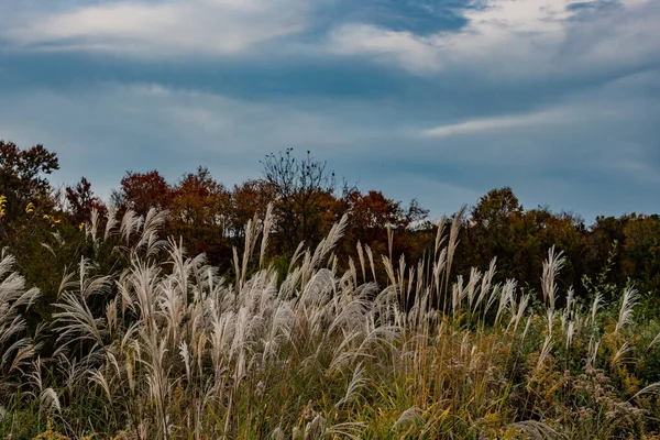 Crepúsculo Upland Meadow Condado York Pensilvânia Eua — Fotografia de Stock