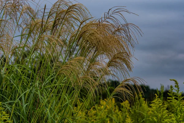 Wild Grass Stormy Sky Richard Nixon County Park Condado York — Fotografia de Stock