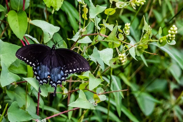 Black Swallowtail Morning Dew Richard Nixon County Park York County —  Fotos de Stock