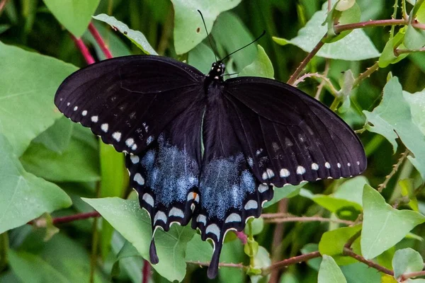 Black Swallowtail Morning Sun Richard Nixon County Park Contea York — Foto Stock