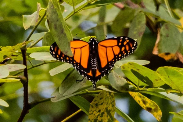 Virrey Butterfly Drying Its Wings Richard Nixon County Park Condado —  Fotos de Stock