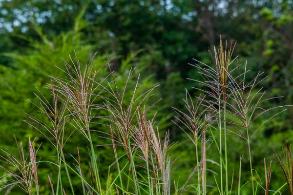 Wild Grass Late Summer Richard Nixon County Park Condado York — Fotografia de Stock