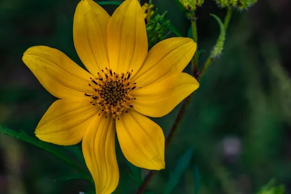 Early Morning Wildflower Richard Nixon County Park York County Pennsylvania — Stock Photo, Image