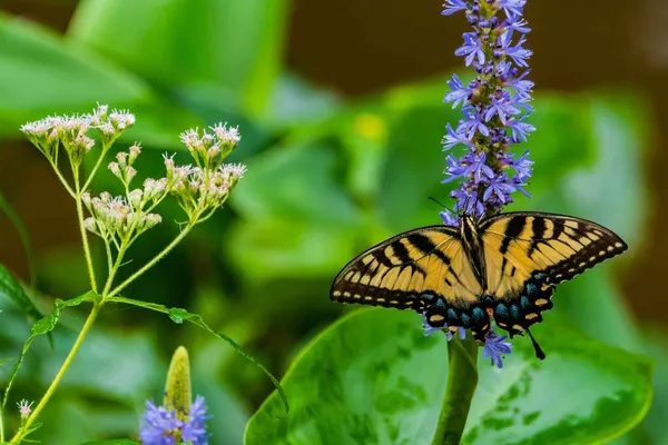 Eastern Swallowtail Butterfly Pickerelweed Richard Nixon County Park York County —  Fotos de Stock