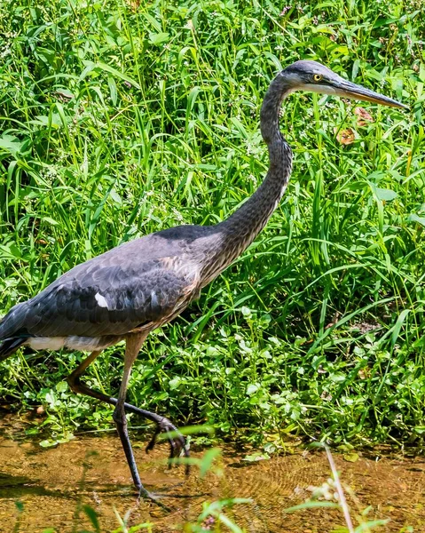 Great Blue Heron Wetlands Richard Nixon County Park Pennsylvania Amerikai — Stock Fotó