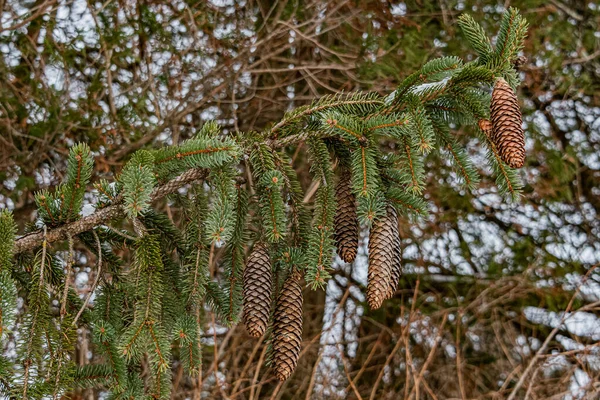 Pinecones Egy Hideg Téli Napon York Megye Pennsylvania Usa — Stock Fotó