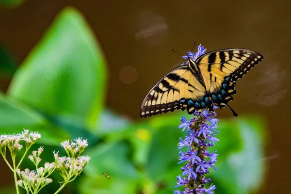 Eastern Tiger Swallowtail Butterfly Pickerelweed Richard Nixon County Park York —  Fotos de Stock