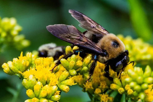 Marangoz Arı Polenleme Goldenrod, Richard M Nixon County Park, York County, Pennsylvania, ABD