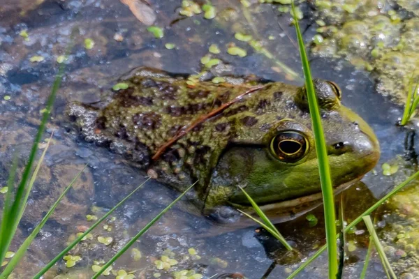 Lithobates Catesbeianus (Amerikan Bullfrog), William Kain County Park, York County, Pennsylvania, ABD