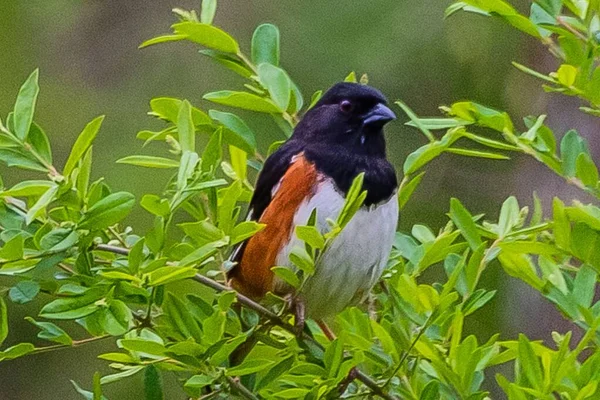 Doğu Towhee, Richard M Nixon County Park, York County, Pennsylvania, ABD