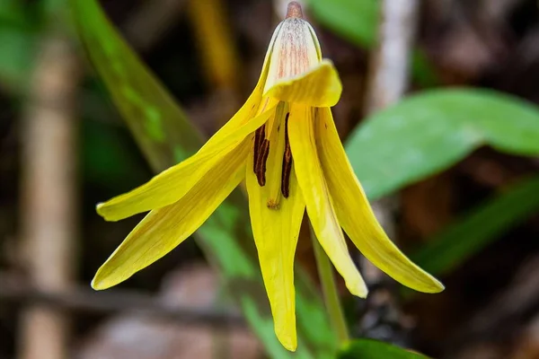 Makroaufnahme Der Forellenlilie Blüte Nixon Park York County Pennsylvania Usa — Stockfoto