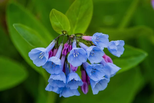 Virginia Bluebells Powers Hill Gettysburg National Military Park Pennsylvania Verenigde — Stockfoto