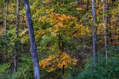Fall Colors in the Eastern Woodlands, York County, Pennsylvania, ABD