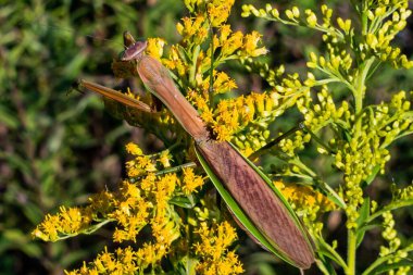 Mantis Goldenrod, Richard M Nixon County Park, York County, Pennsylvania, ABD