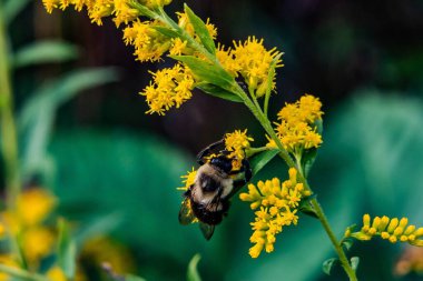 Marangoz Arı Goldenrod, Richard M Nixon County Park, York County, Pennsylvania, ABD
