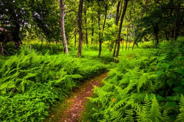 Fern Meadow 'da yürüyüş, Shenandoah Ulusal Parkı, Virginia, ABD