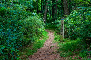 Elkwallow Patikasında yürüyüş, Shenandoah Ulusal Parkı, Virginia, ABD