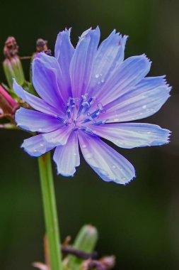 Chicory Bloom, Gettysburg Ulusal Askeri Parkı, Pennsylvania ABD