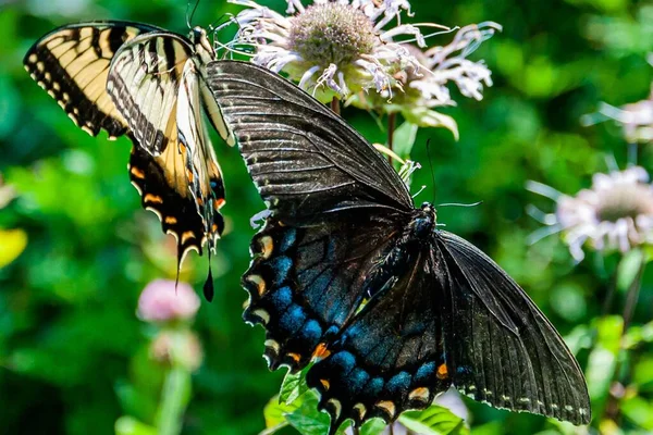 美国弗吉尼亚神州神州国家公园燕尾蝶 — 图库照片