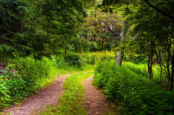 Eski Dağ Yolu, Shenandoah Ulusal Parkı, Virginia, ABD