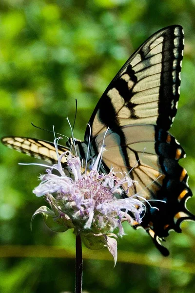 Eastern Tiger Swallowtail Butterfly, Shenandoah National Park, Virginia USA