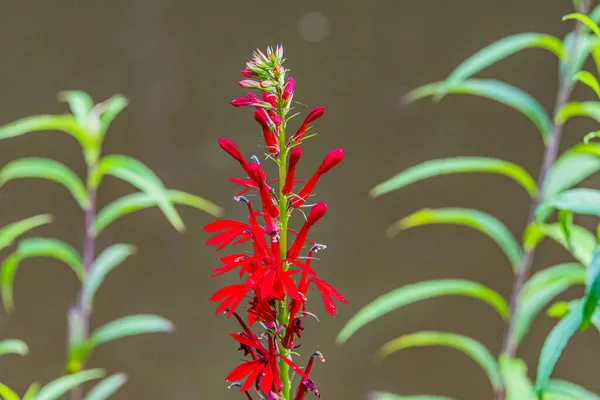 Kardinál Lobelia Cardinalis — Stock fotografie