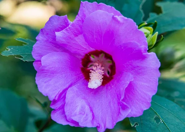 Rosa Sharon Bloom Hibiscus Syriacus —  Fotos de Stock