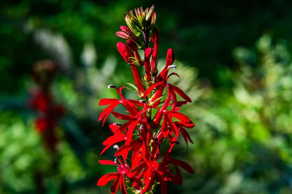 Kardinalblume Voller Blüte — Stockfoto