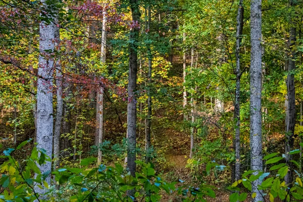 Herbst Den Eastern Woodlands York County Pennsylvania Usa — Stockfoto