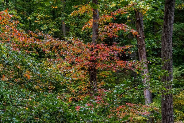 Frühherbstliche Farben Pennsylvania Richard Nixon County Park York County Pennsylvania — Stockfoto