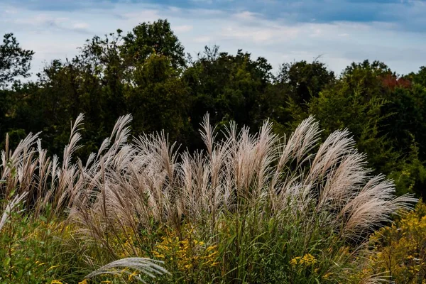 Wild Grasses Sunset Richard Nixon County Park Condado York Pensilvânia — Fotografia de Stock
