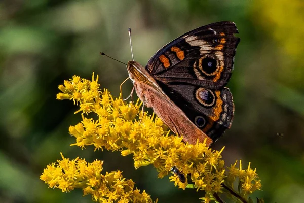 Goldenrod 'da Fırça Ayaklı Kelebek, Richard M Nixon County Park, York County, Pennsylvania, ABD