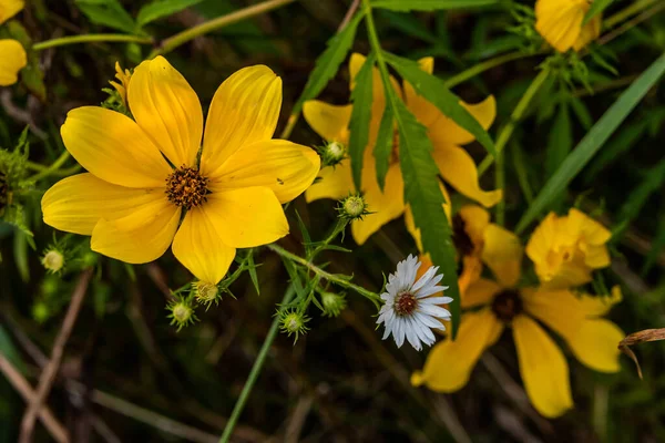 Last Wildflowers Summer Richard Nixon County Park York County Pennsylvania — Stock Photo, Image