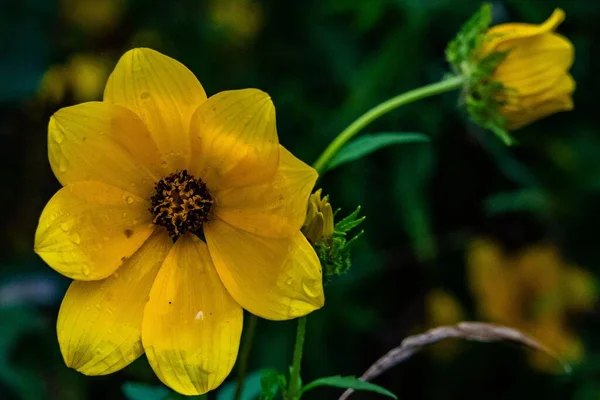 Wildflower Rain Richard Nixon County Park York County Pennsylvania — Foto de Stock