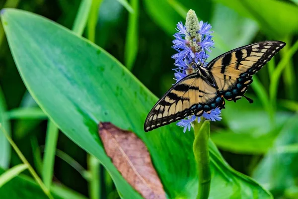 Swallowtail Butterfly Pickerelweed Richard Nixon County Park York County Pennsylvania —  Fotos de Stock