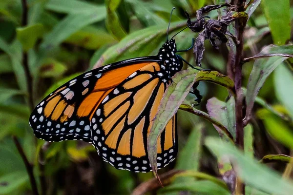 Monarch Butterfly Wetlands Richard Nixon County Park York County Pennsylvanie — Photo