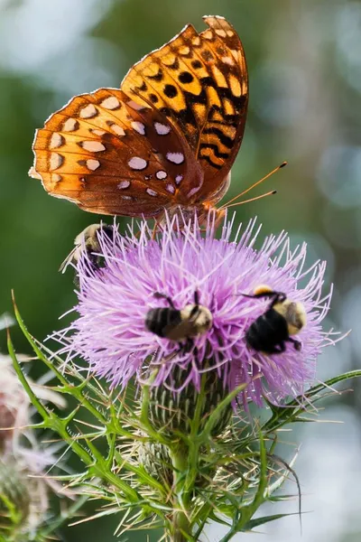 美国维吉尼亚 神州国家公园 Thistle的蝴蝶和蜜蜂 — 图库照片