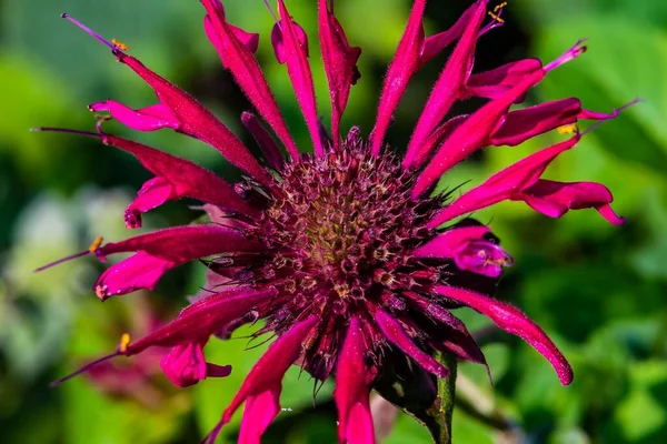 Bee Balm Richard Nixon County Park York County Pennsylvania Usa — Stock Photo, Image