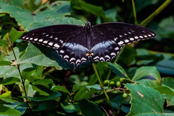 Black Swallowtail Butterfly Richard Nixon County Park Condado York Pensilvânia — Fotografia de Stock