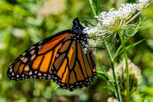 Monarch Butterfly, Bishops Lace, Shenandoah Ulusal Parkı, Virginia, ABD