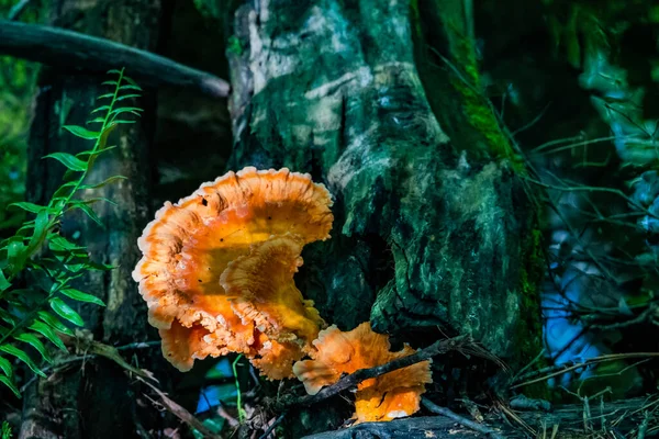 Chicken of the Woods Mantar, Richard M Nixon County Park, York County, Pennsylvania, ABD